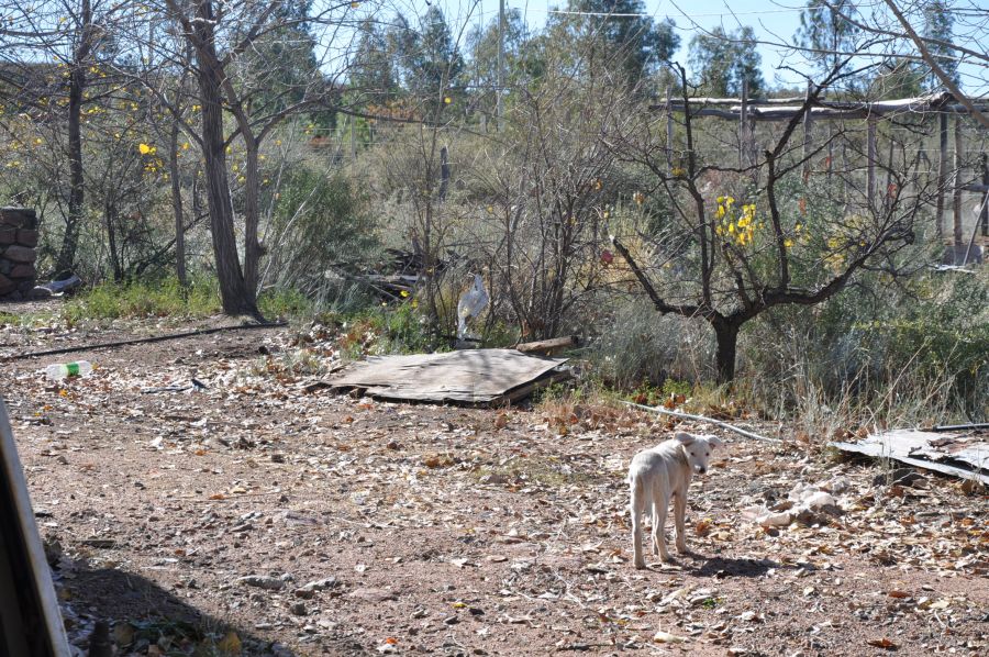 "`EL PERRO BLANCO`" de Jose Alberto Vicente