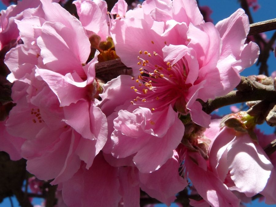 "llega la primavera" de Maria Susana Polizzi