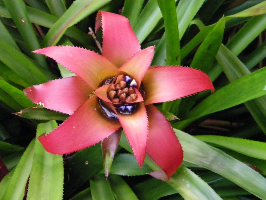 "Bromelia" de Piero Francesa