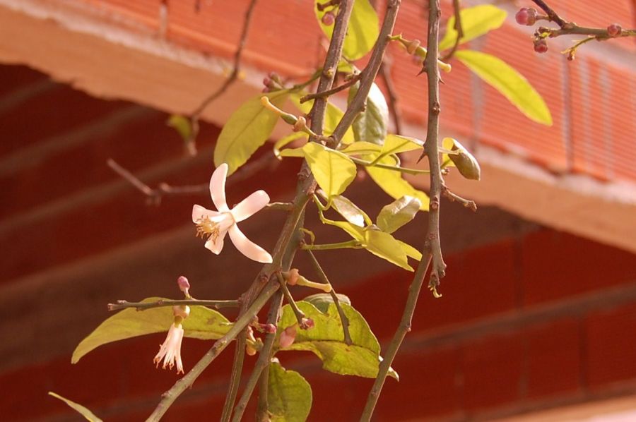 "Una flor para Marisu." de Romina Esponda