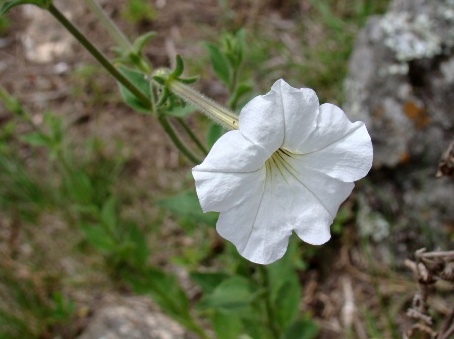 "Blanca y radiante" de Ana Rosa Rey