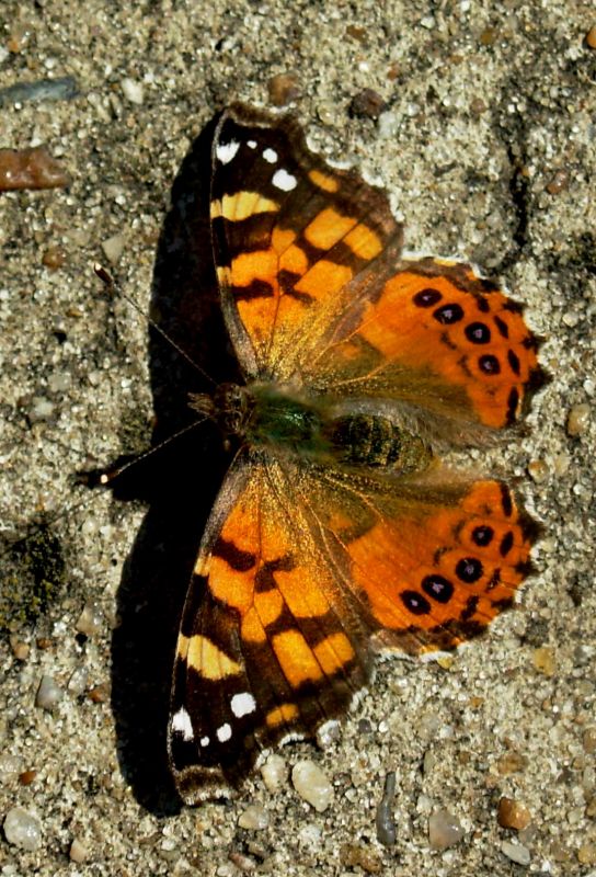 "mi primera mariposa!!!" de Mercedes Orden