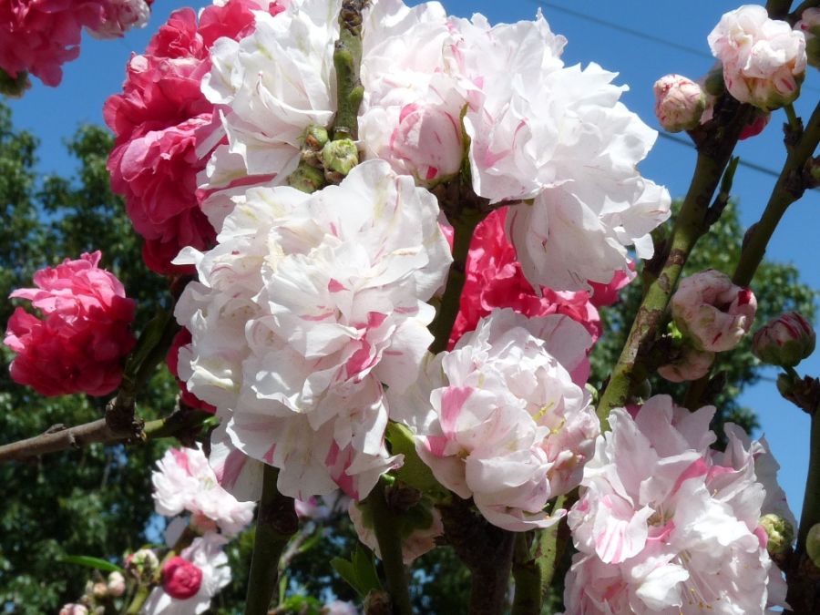 "capturando flores" de Maria Susana Polizzi