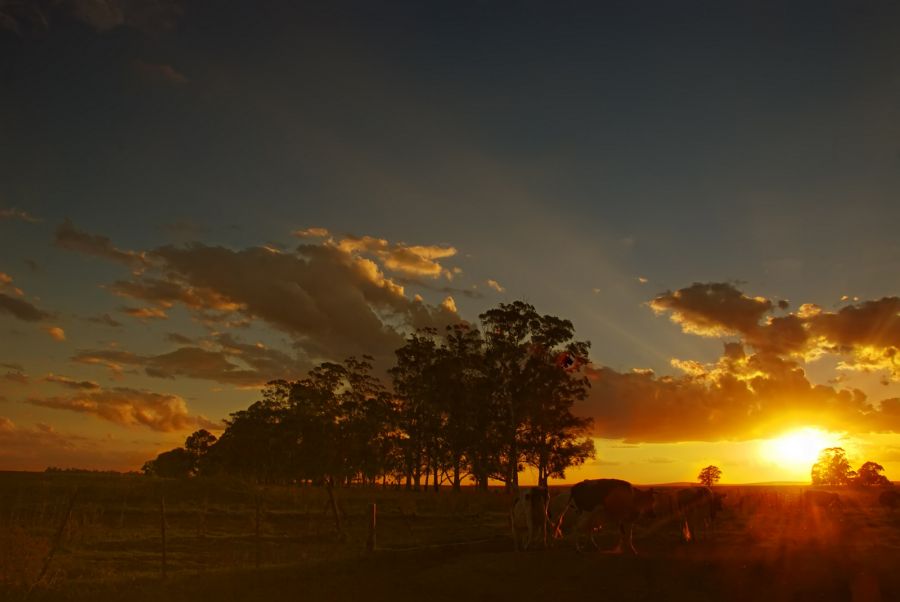 "`amanece en el campo`" de Jorge A. Cceres