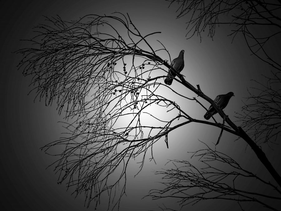"El sueo de las aves." de Claudio Nicastro