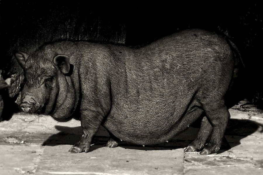 "Cochina" de Francisco Jos Cerd Ortiz