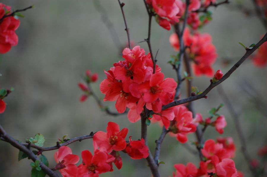 "Flor de manzano japones" de Daniela Gatto