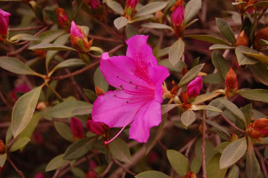 "Flores en la plaza." de Romina Esponda