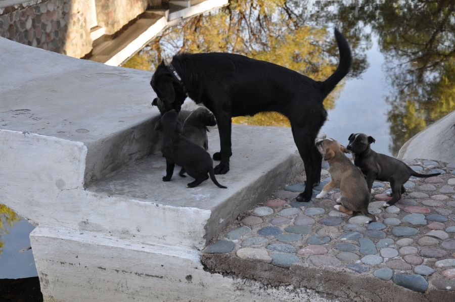 "`CUIDANDO LA CRIA`" de Jose Alberto Vicente