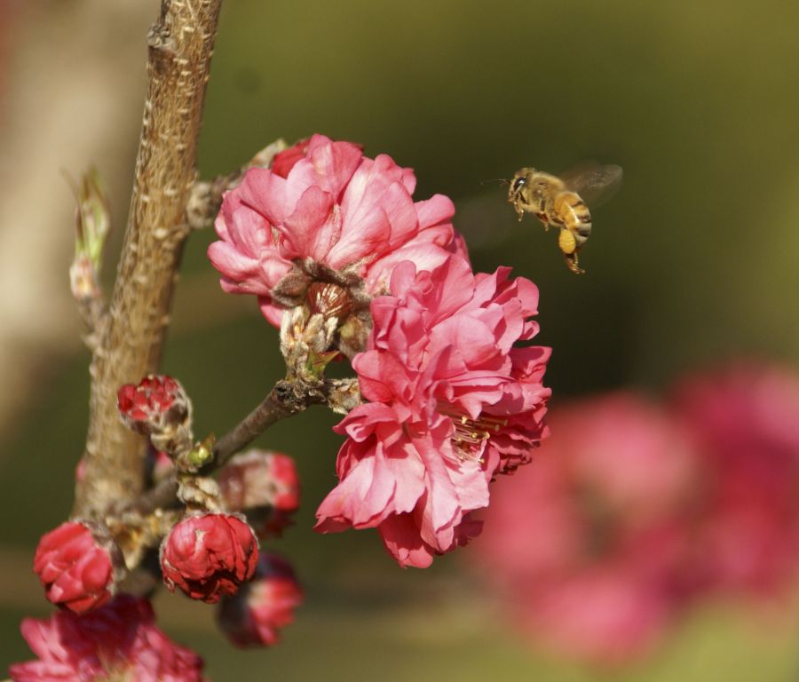 "La abeja y la flor" de Ricardo Alfredo Borthwick