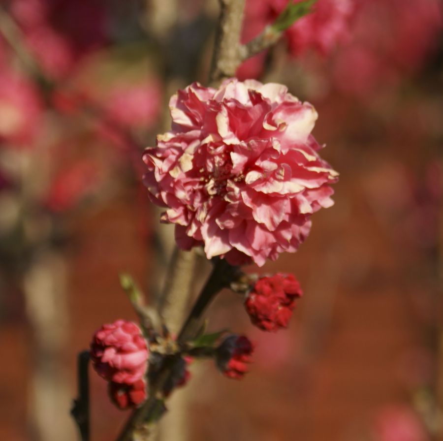 "flor de primavera" de Ricardo Alfredo Borthwick