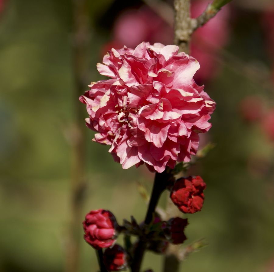 "Flores de primarvera II" de Ricardo Alfredo Borthwick