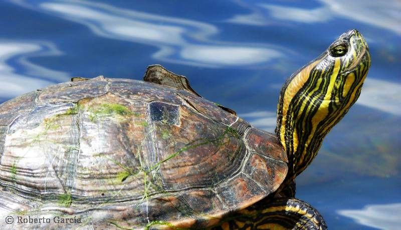 "La Tortuga..." de Roberto Garcia