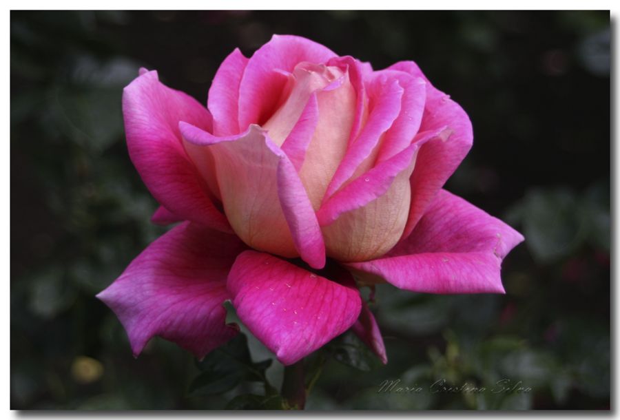 "Rosa rosada" de Maria Cristina Silva