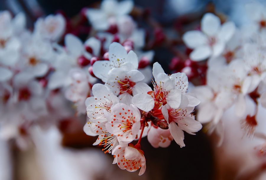 "`Feliz primavera!!!!" de Jorge A. Cceres