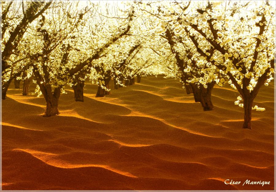 "Primavera en el desierto" de Csar Manrique