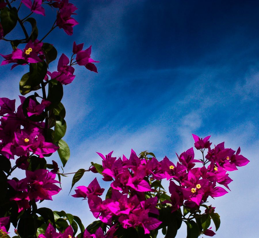 "Que vuestra vida sea siempre Primavera!!" de Carmen Nievas