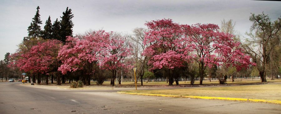 "calles de Cordoba" de Gabriela Domato