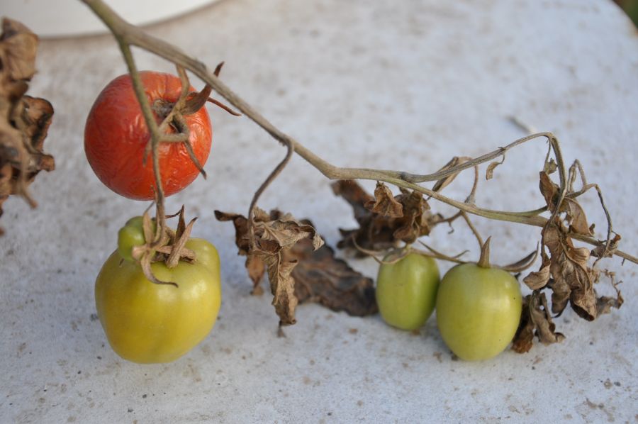 "TOMATES......`" de Jose Alberto Vicente