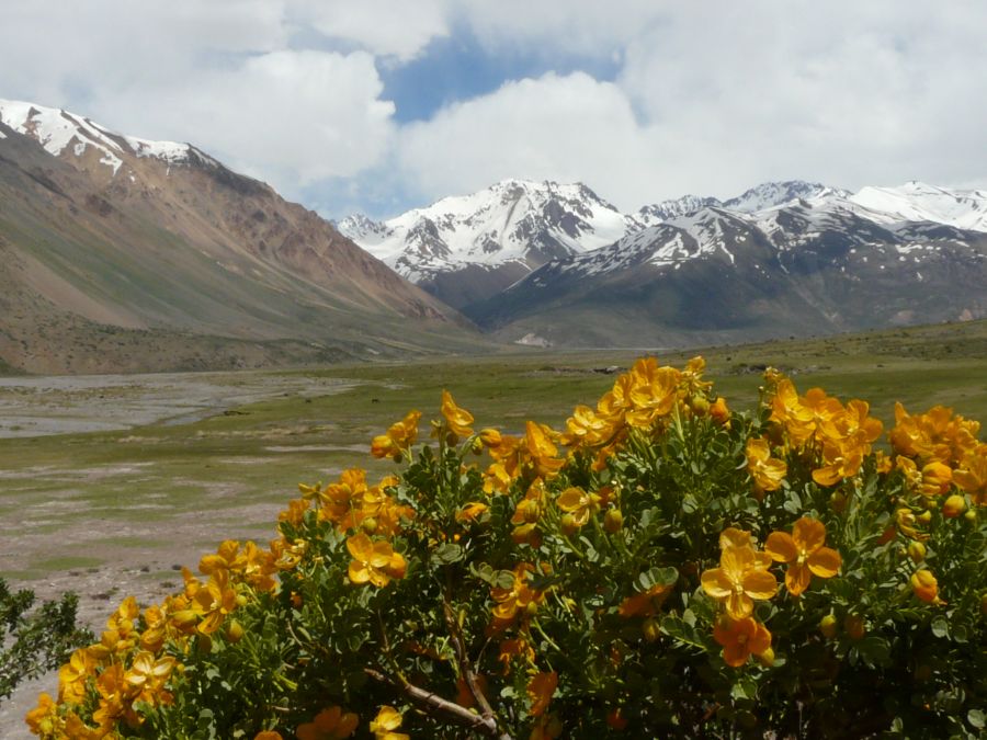 "jardin natural" de Dante Escudero