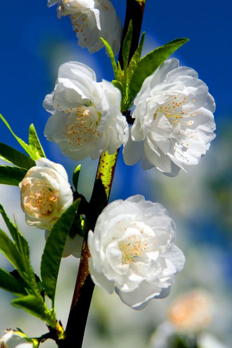 "Flor de primavera" de Pablo Mariangel C.