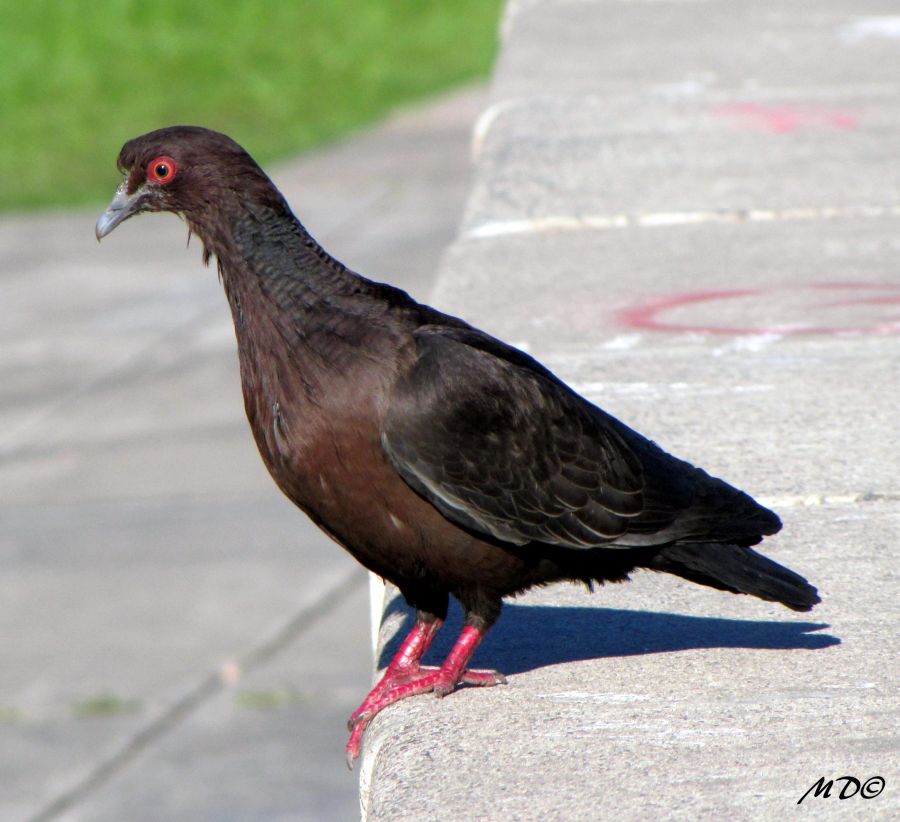 "Cachavacha" de Mariano Comercio