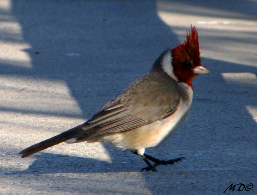 "Buen pajaro, mal foco..." de Mariano Comercio