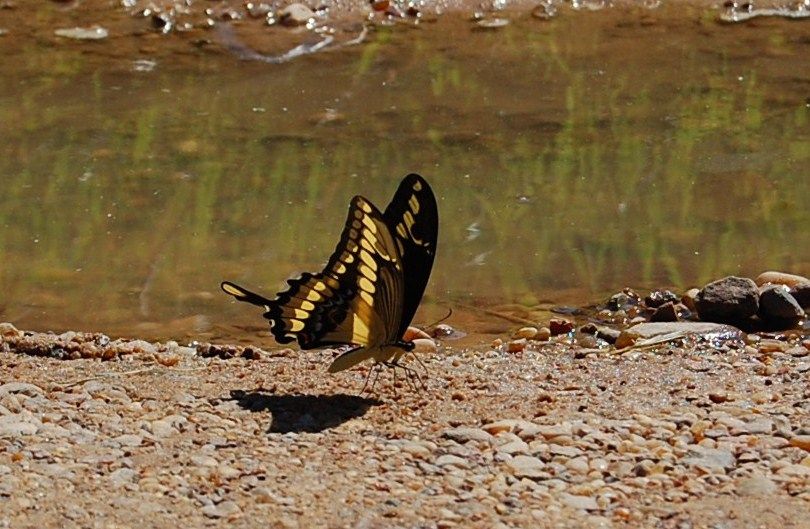 "Mariposa del limonero." de Romina Esponda