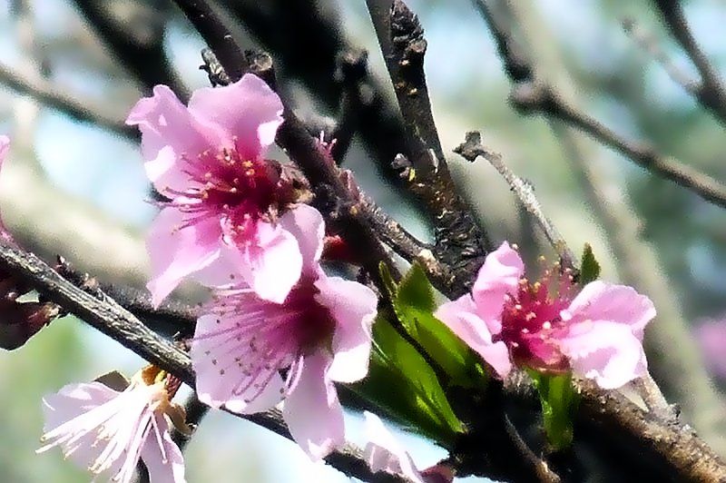 "Flor" de Miguel Menegotto