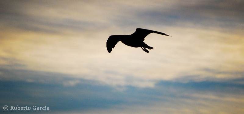 "Aves de Peninsula" de Roberto Garcia