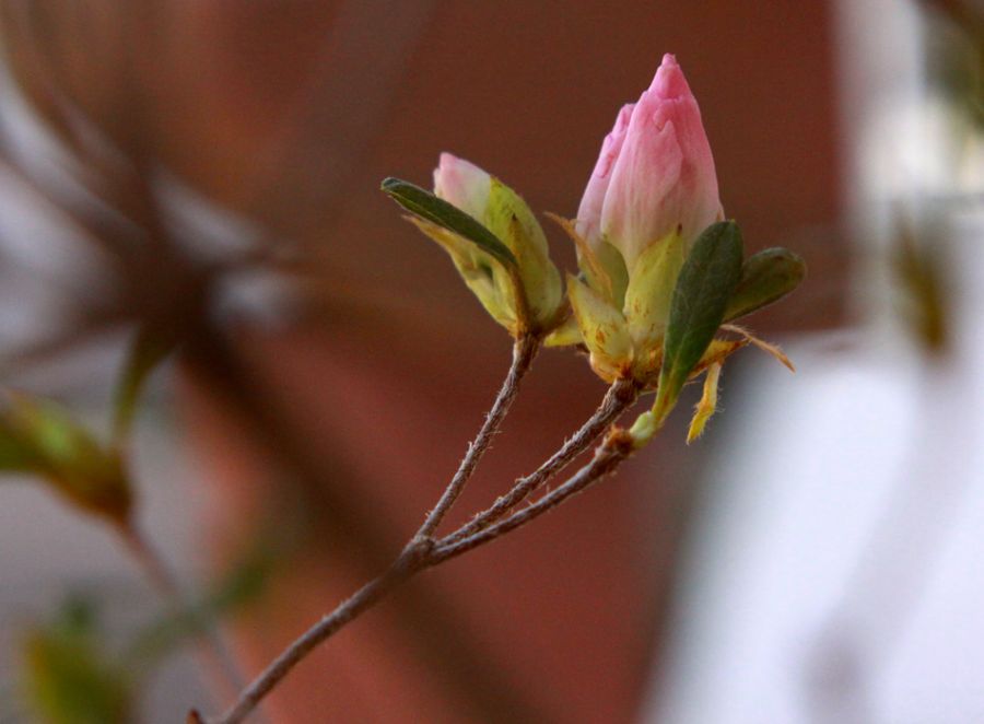 "Azaleas" de Gabriela Domato