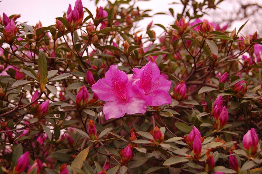 "Azaleas" de Romina Esponda