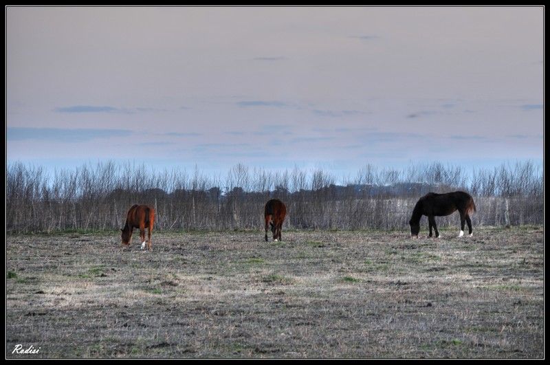 "Caballos..." de Roberto Di Siervi