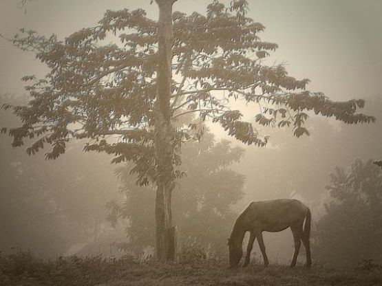 "Paisaje en la niebla" de Elier De Hombre Cabrera