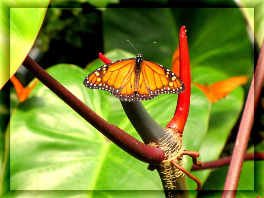 "Mi primera mariposa de la primavera ..." de Fer Lamon