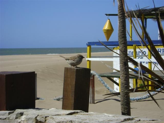 "Pajarito en la playa" de Eduardo Garcia Valsi