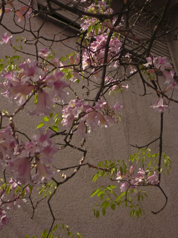 "Lapachos en flor." de Tesi Salado