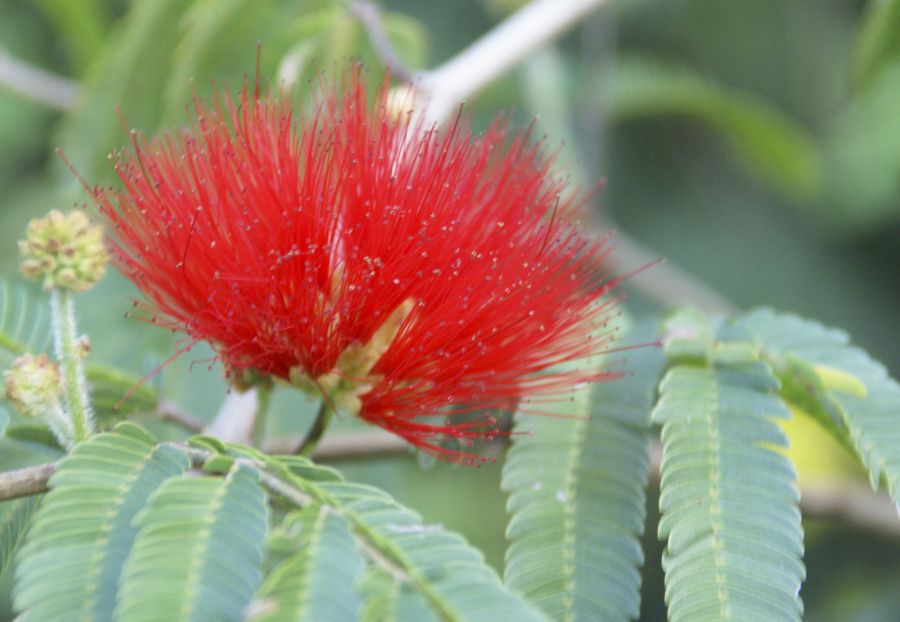 "Flor explosiva" de Ricardo Alfredo Borthwick