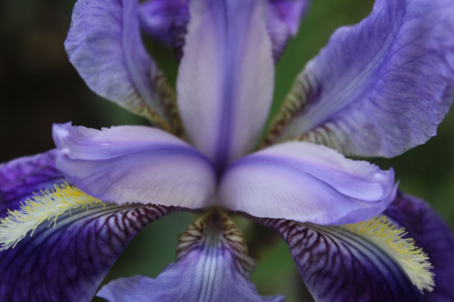 "Flor" de Mariano Olivero