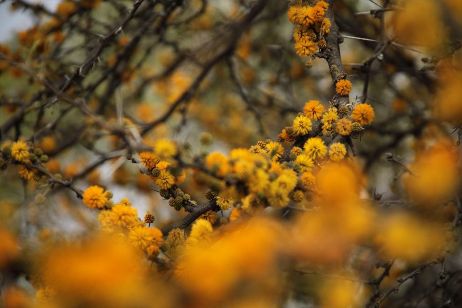 "aromas serranos" de Gabriela Domato