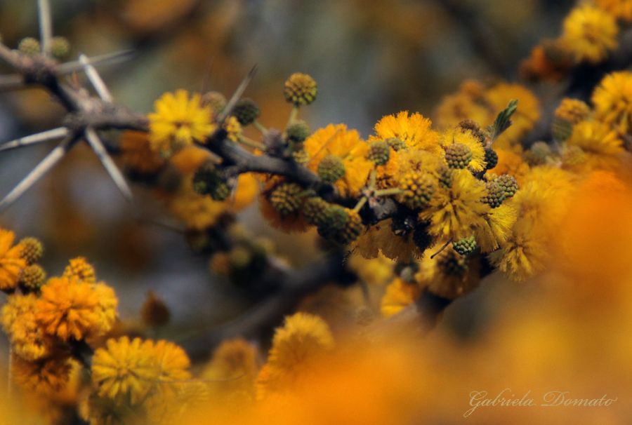 "aromito cordobes" de Gabriela Domato