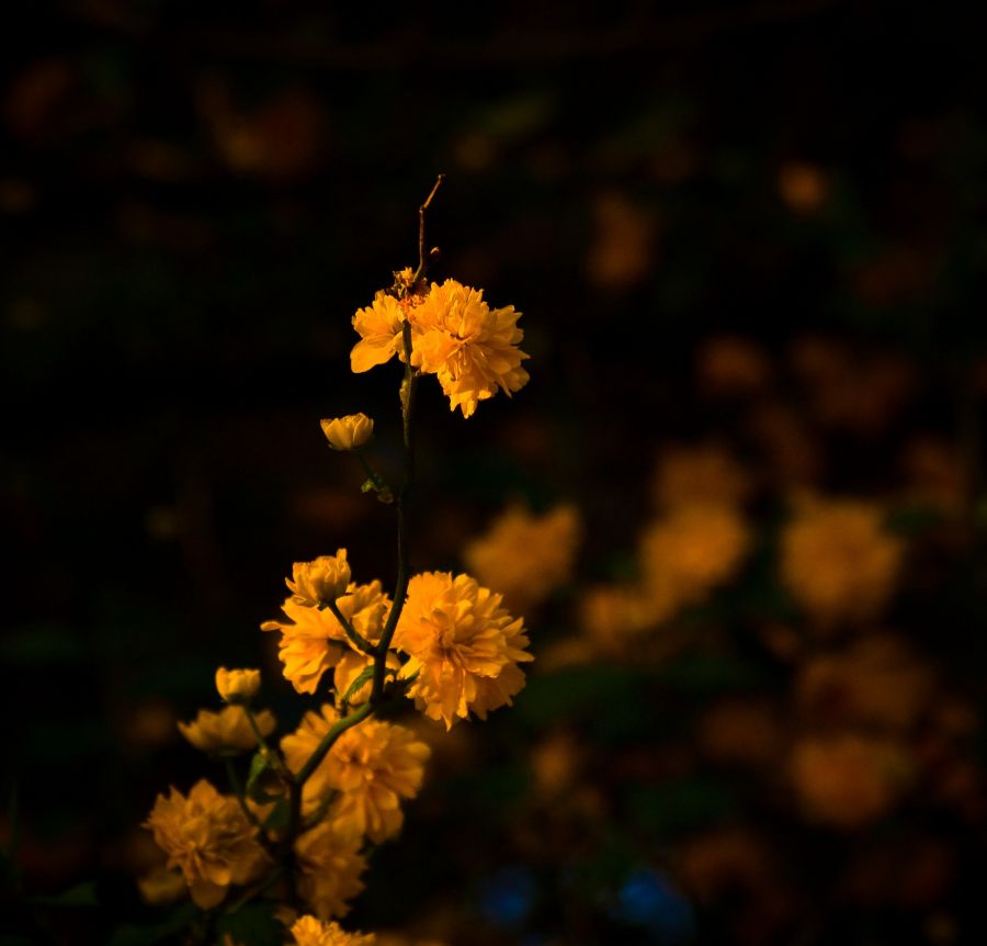 "Amarillo" de Carmen Nievas