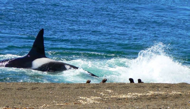 "Orcas" de Roberto Garcia