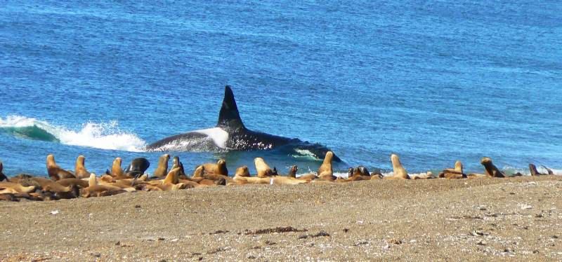 "orcas 2" de Roberto Garcia