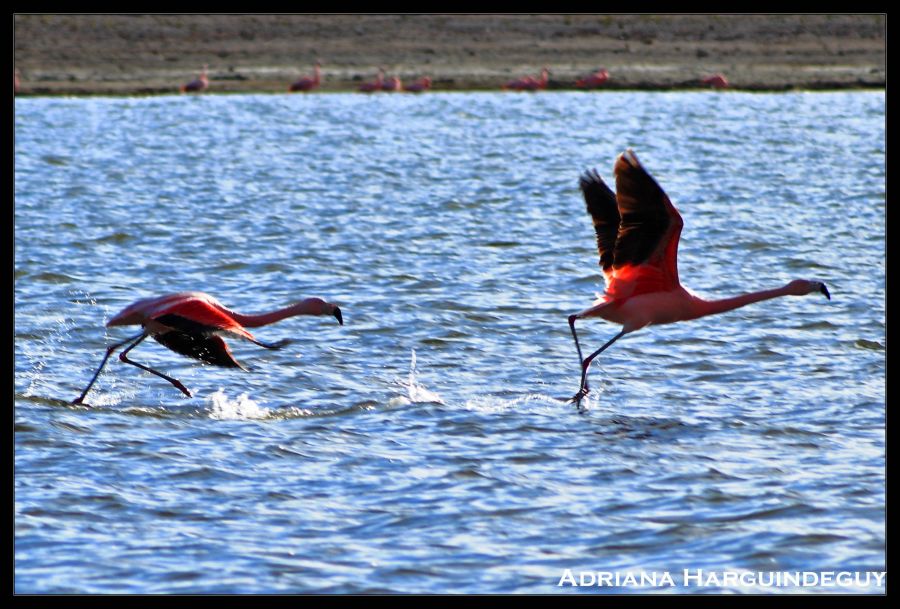 "Flamencos" de Adriana Harguindeguy