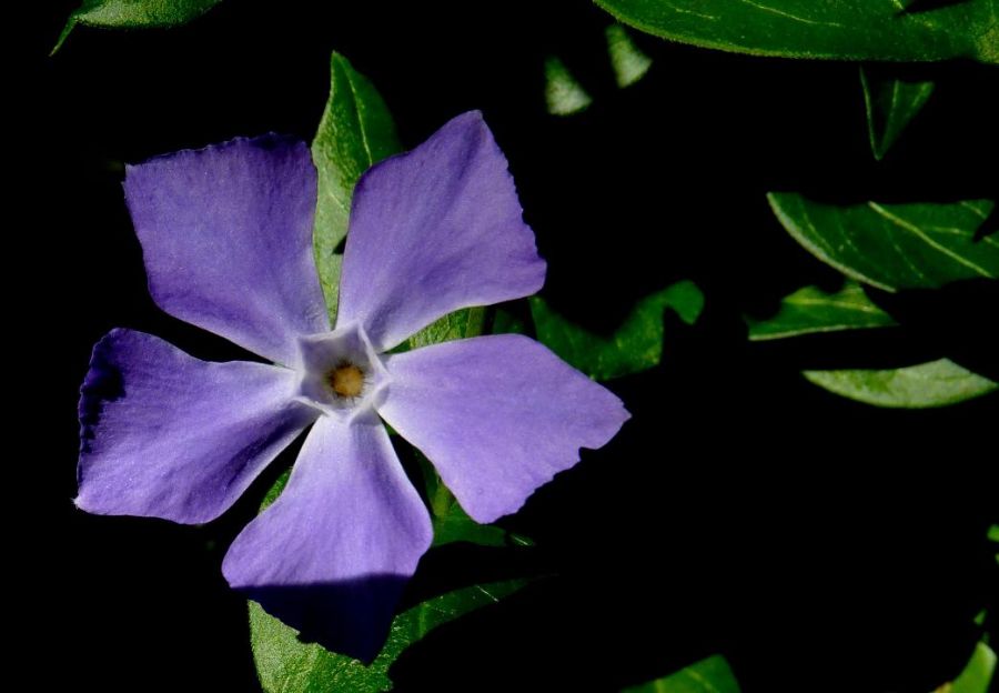 "simple y violeta" de Noemi Gomez