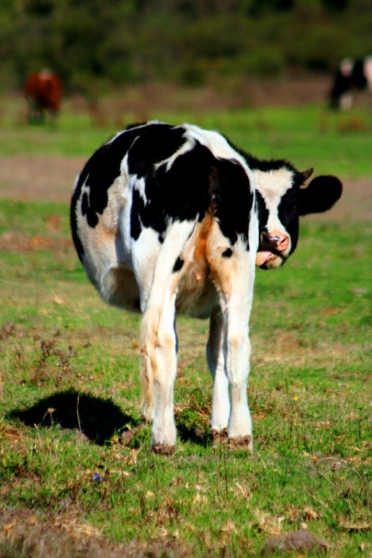 "Muuu....que miras" de Pablo Mariangel C.