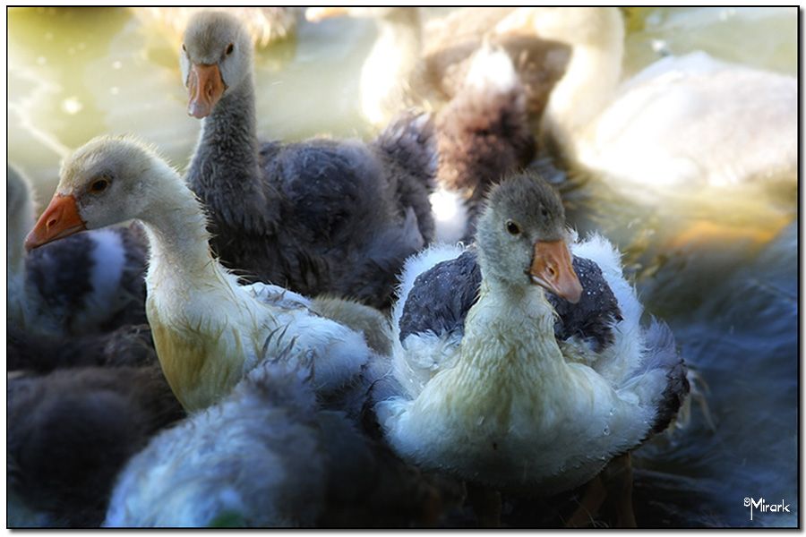 "Patito feo" de Mirta Steinberg