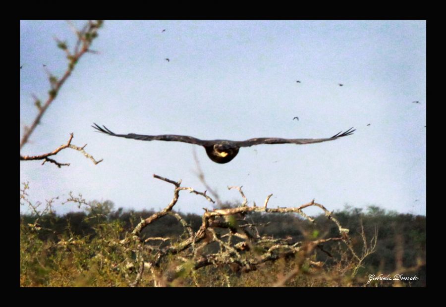 "Aves de partida" de Gabriela Domato