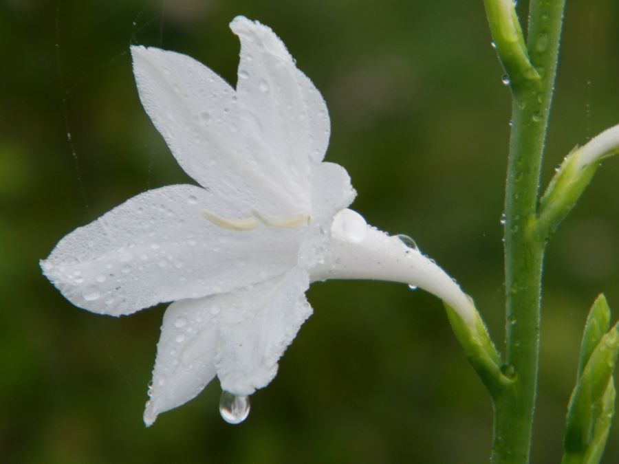 "gotas" de Piero Francesa